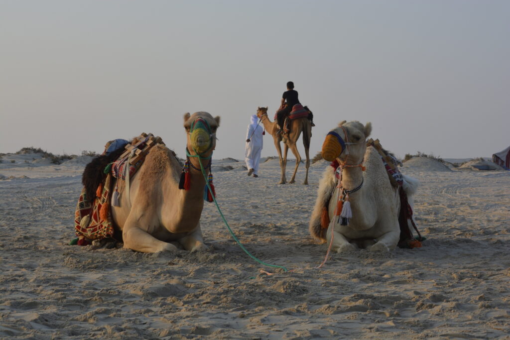 view-camels-desert-landscape